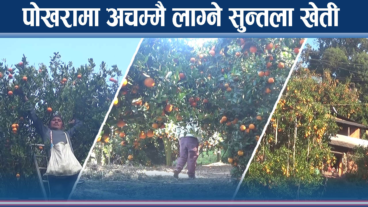 सुन्तला बेचेरै पोखरा महानगरमा १० करोड रुपैयाँ भित्रिदैं