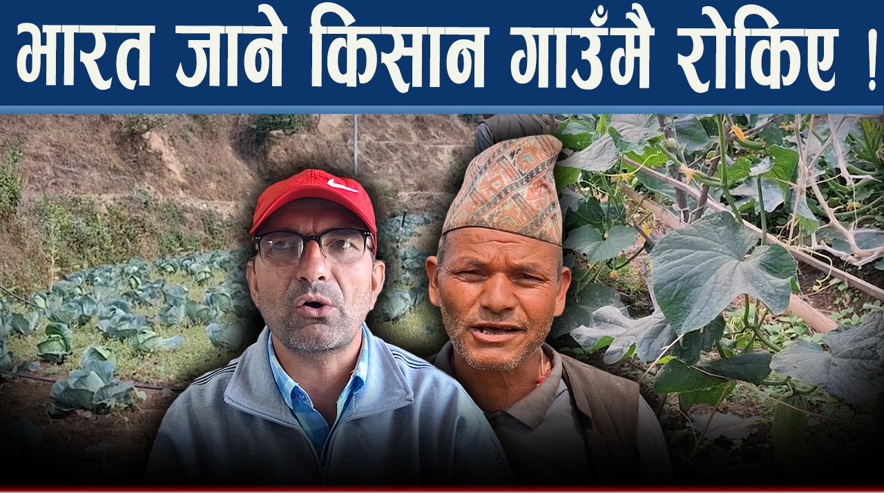 टनेल खेतीबाट लाखौ आम्दानी, दैलेखमा तरकारी खेती क्रान्ति