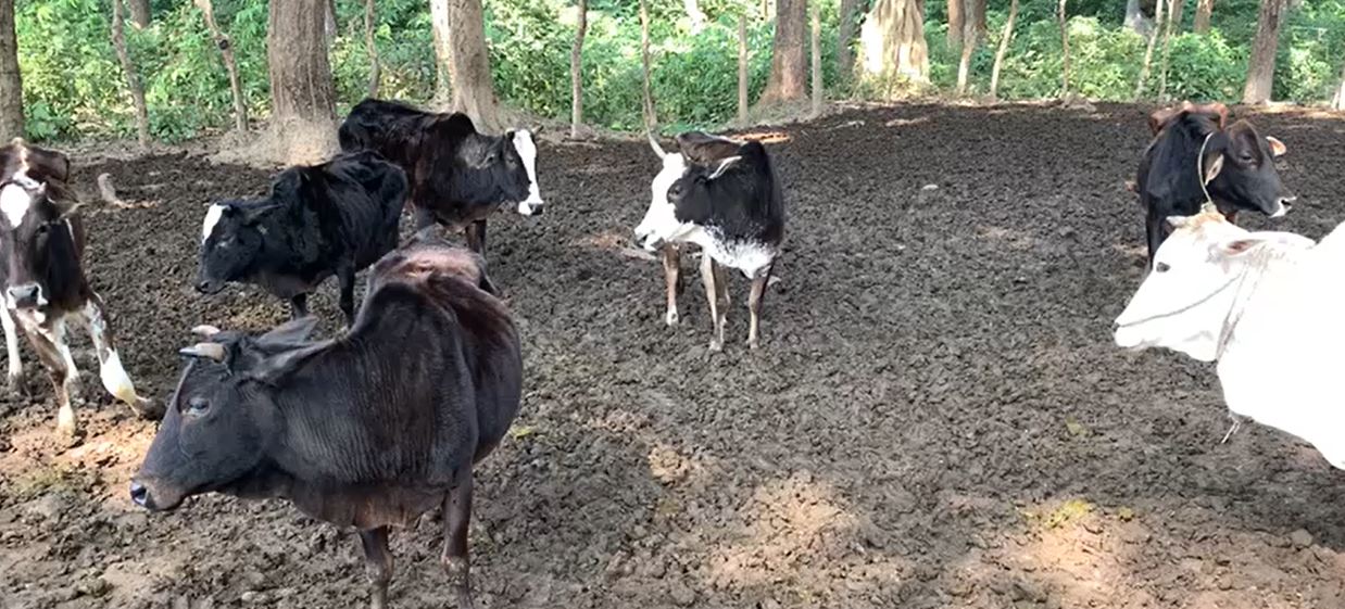 छाडा पशुचौपायाले बालीनालीदेखि सडकसम्म समस्या