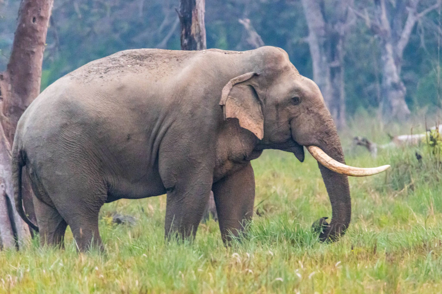 जङ्गली जनावरबाट किसानलाई बाली जोगाउन सकस